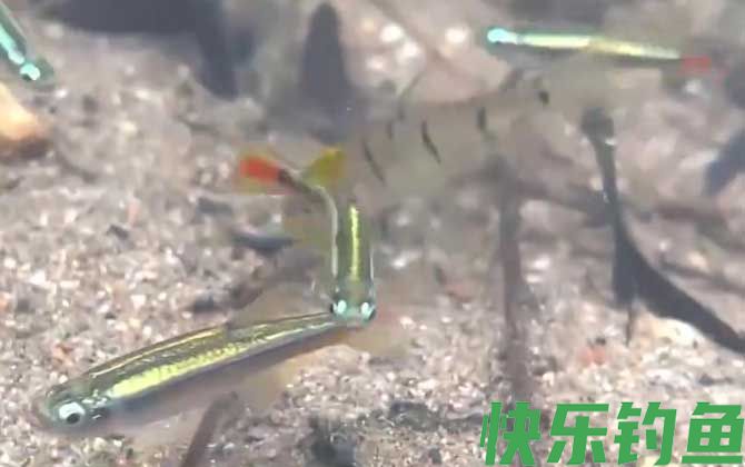 十大最好养的鱼排行榜(图9)