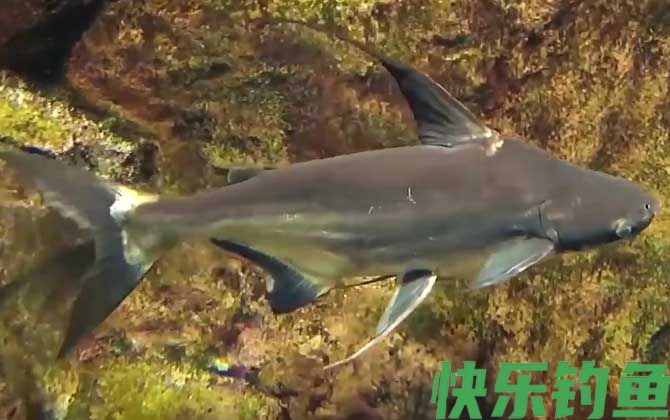巴沙鱼是深海鱼吗(图3)