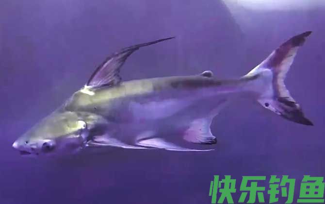 巴沙鱼是深海鱼吗(图2)