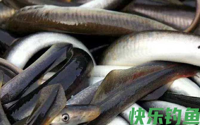 八目鳗是什么动物(图3)