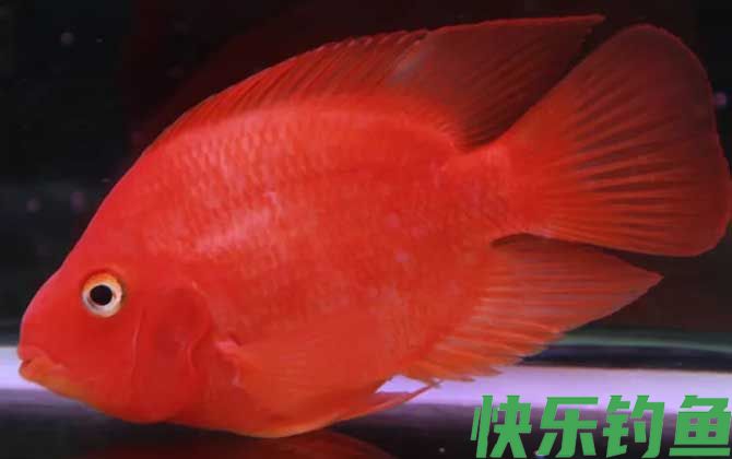血鹦鹉怎么养才好(图3)
