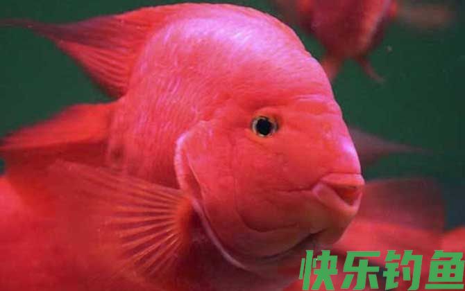 血鹦鹉怎么养才好(图4)