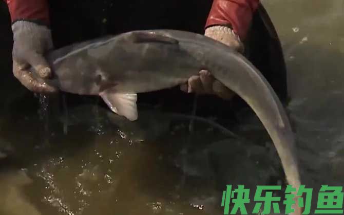 长吻鮠是淡水鱼吗(图1)