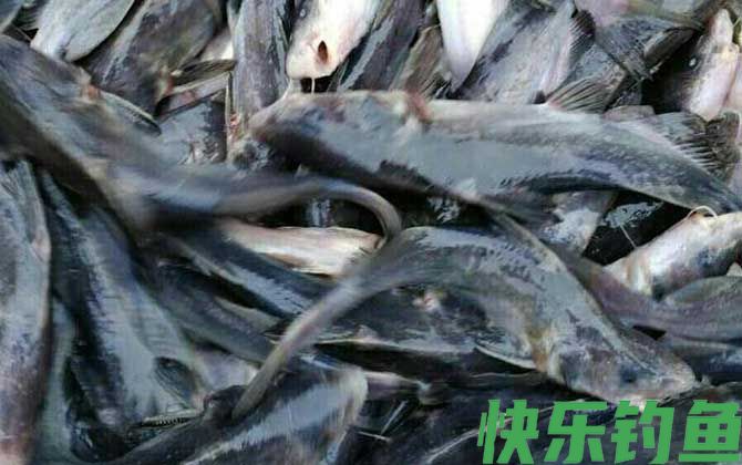 长吻鮠是淡水鱼吗(图2)
