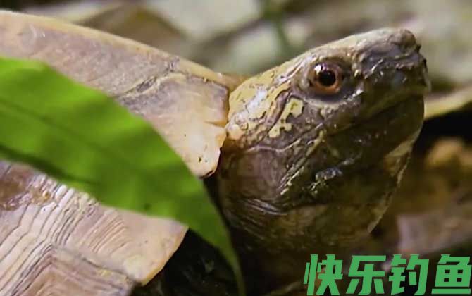 锯缘龟是什么龟(图3)