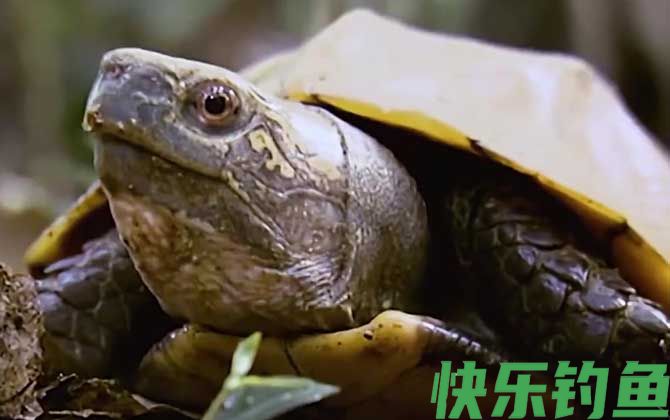锯缘龟是什么龟(图1)