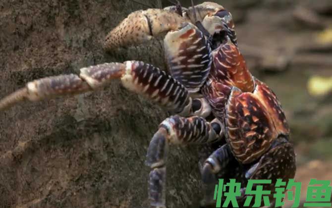 椰子蟹是螃蟹吗(图1)