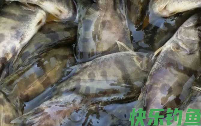 鳜鱼养殖技术及病害防治(图1)