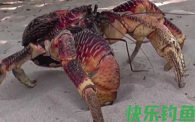 椰子蟹是螃蟹吗(图2)