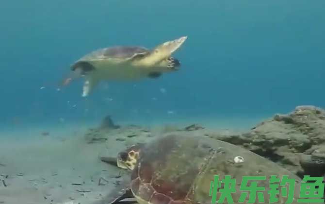 海龟的最大寿命有多长(图1)
