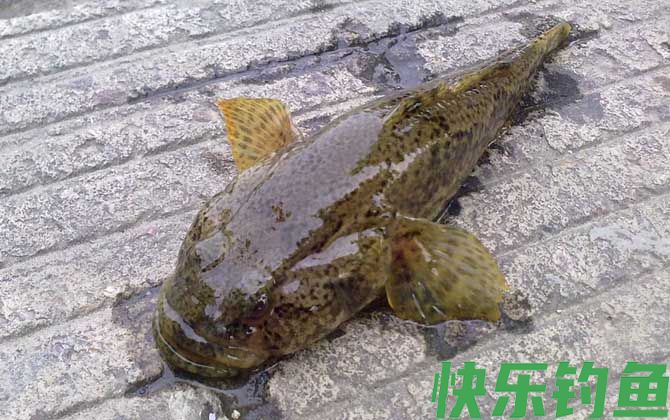 松江鲈鱼是什么鱼(图3)