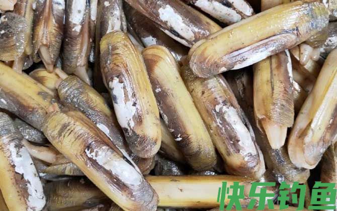 蛏子为什么撒盐就出来(图1) 蛏子为什么撒盐就出来(图1)