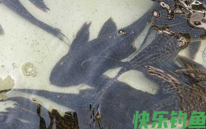 清道夫鱼吃什么食物(图3)
