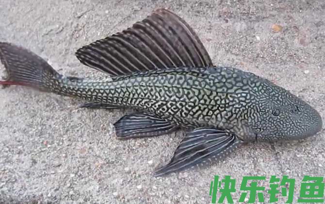 清道夫鱼吃什么食物(图2)