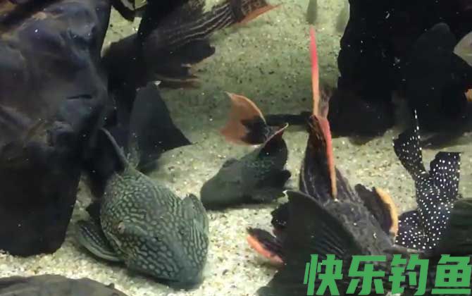 清道夫鱼吃什么食物(图1)