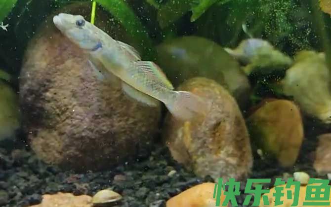 虾虎鱼吃什么食物(图4)