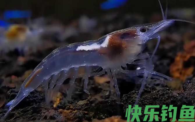 雪球虾是什么虾(图2)