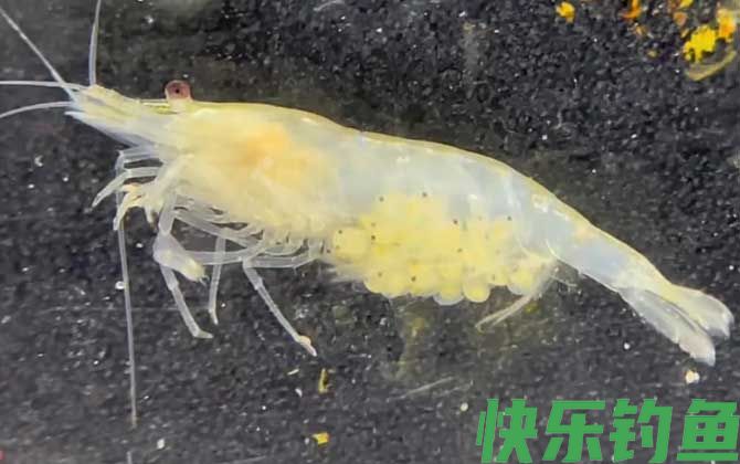 雪球虾是什么虾(图3)