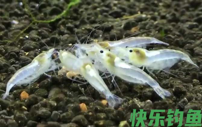 雪球虾是什么虾(图4)