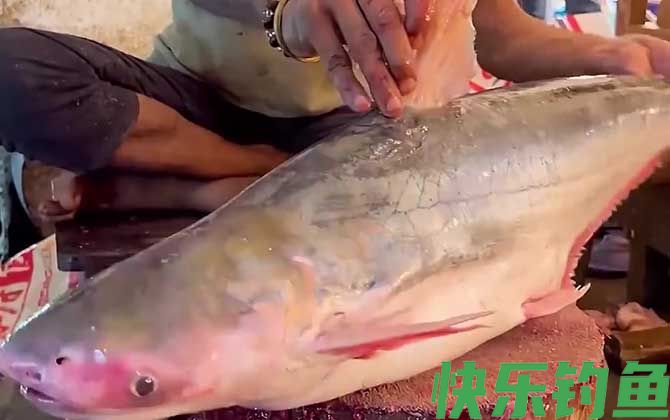 巴沙鱼价格多少钱一斤(图2)