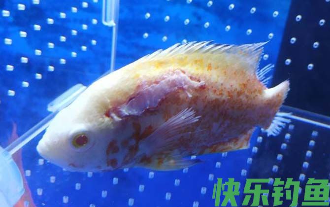 水霉病的症状及防治方法(图1)