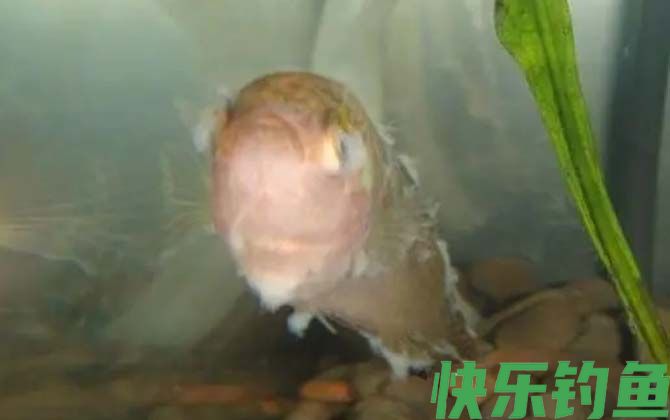 水霉病的症状及防治方法(图2)