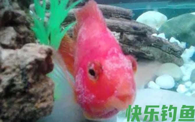 水霉病的症状及防治方法(图4)