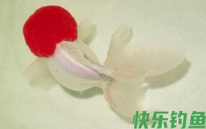 鹤顶红金鱼是什么鱼(图4)