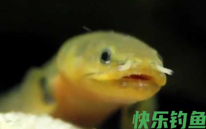 草绳恐龙鱼是什么鱼(图3)