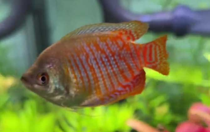 丽丽鱼怎么养才好