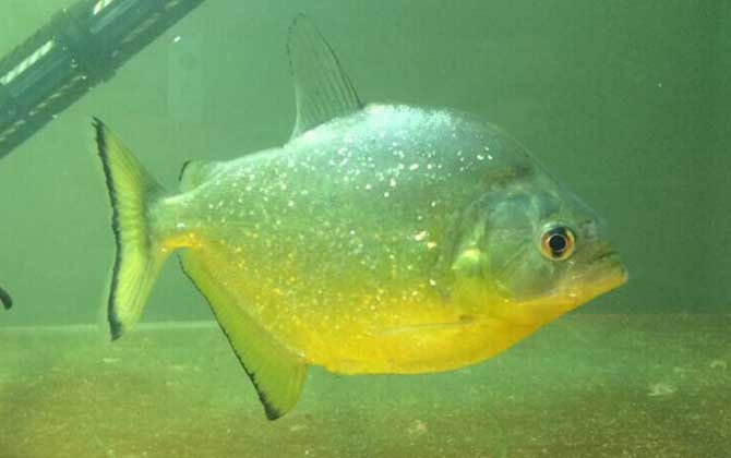 食人鱼是鲳鱼吗