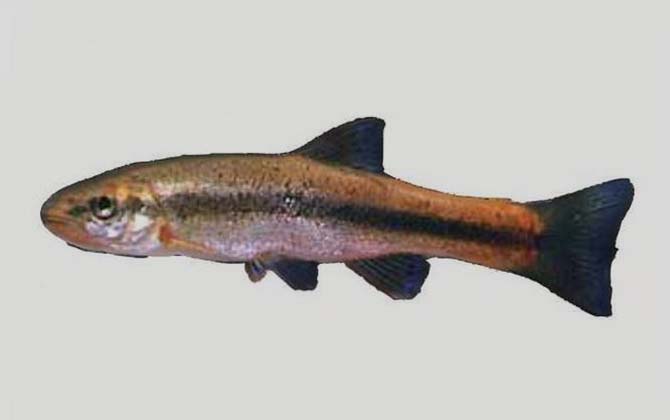 稀有鮈鲫