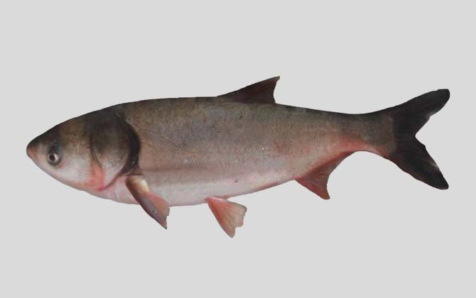 大鳞鲢