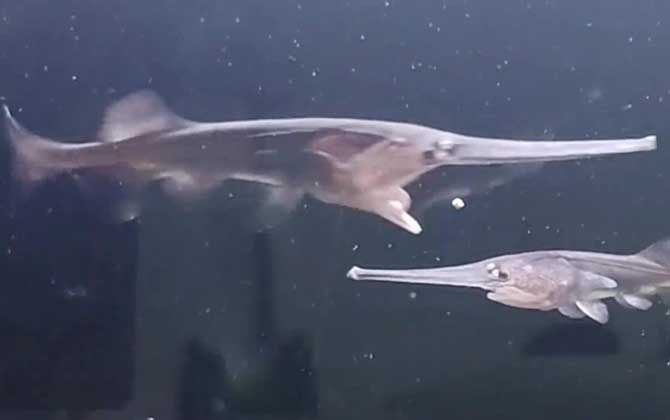 鸭嘴鱼价格多少钱一斤