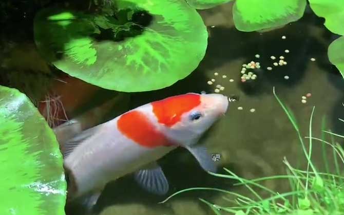 锦鲤鱼烂身用什么药最好