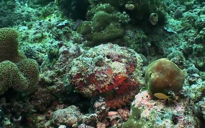 石头鱼是什么鱼