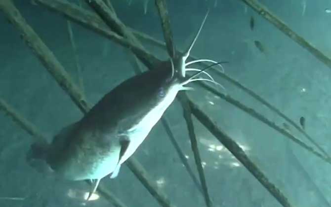 八须鲶鱼是不是塘鲺