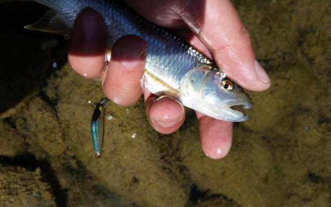 马口鱼别名叫什么鱼