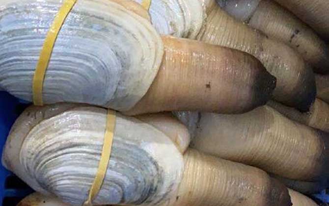 象拔蚌是海鲜吗