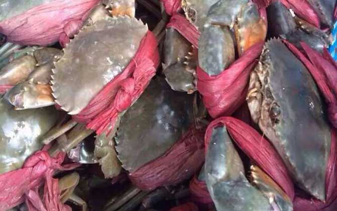 青蟹和大闸蟹的区别