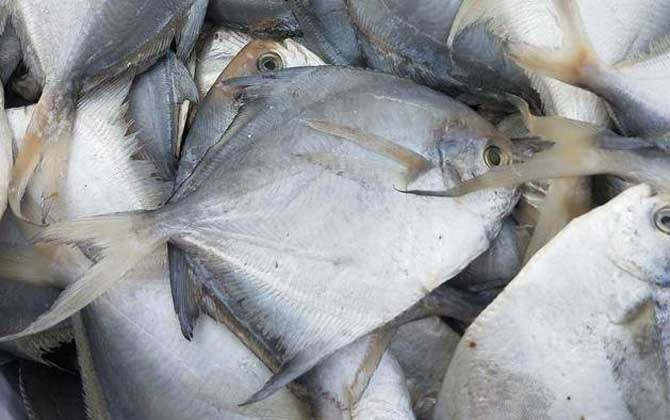 银鲳鱼是深海鱼还是浅海鱼