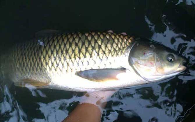 鱼是胎生还是卵生