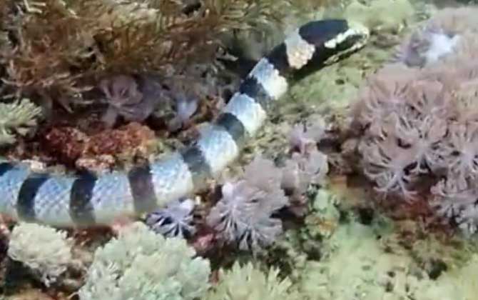 裂颊海蛇是什么动物