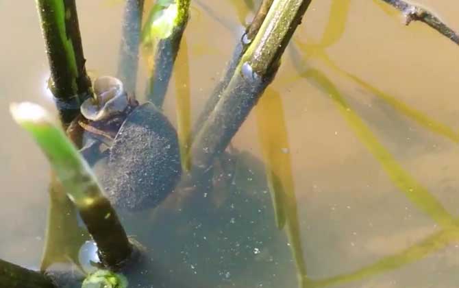 碰了福寿螺的卵手烂掉了是真的吗