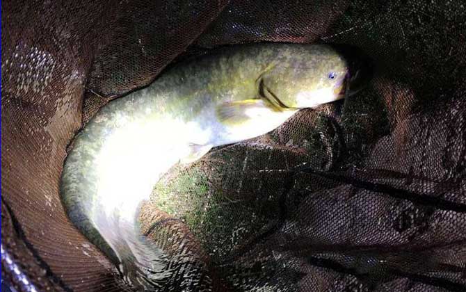 胡子鱼吃什么食物