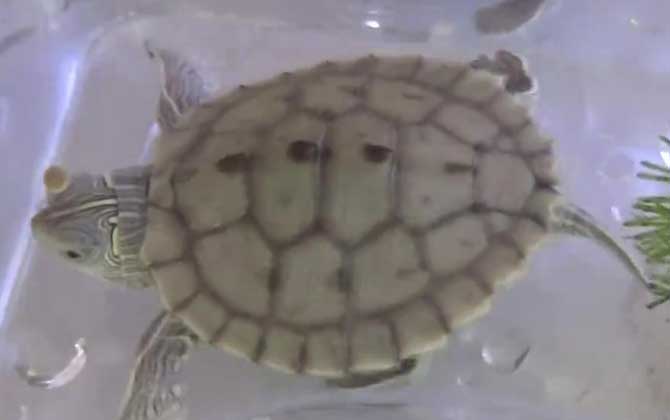 地图龟可以冷水过冬吗