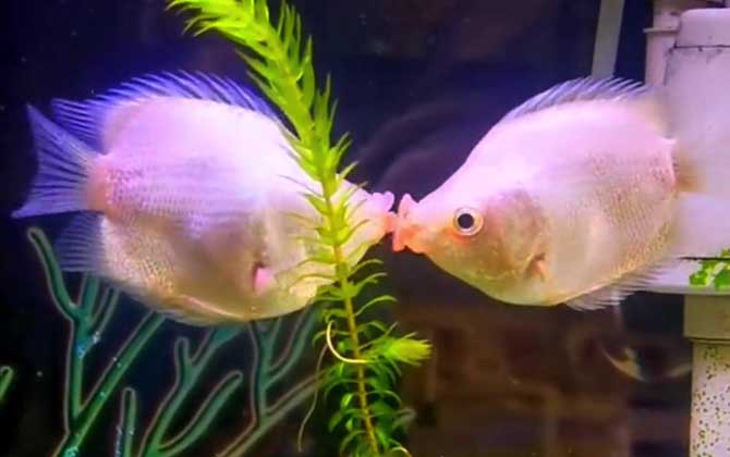 接吻鱼是冷水鱼还是热带鱼