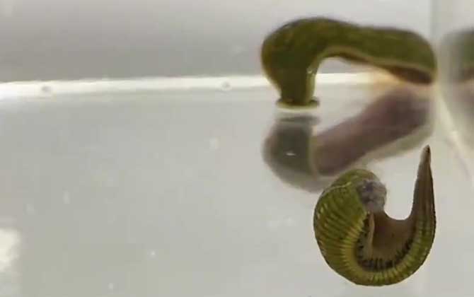 水蛭生活在什么环境中