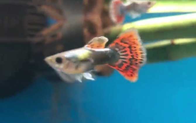 孔雀鱼多久繁殖一次