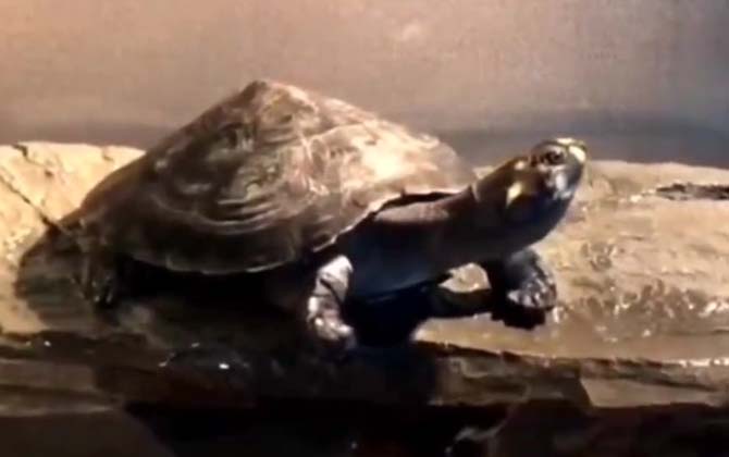 忍者龟是什么龟